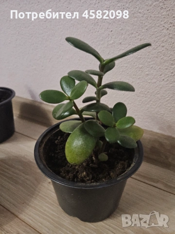 Дървото на живота, снимка 3 - Стайни растения - 53598347