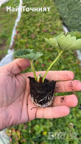 Разсад ягоди “Малинг Виталити”, снимка 2 - Разсади - 52513407