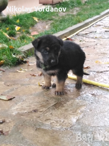 Немски овчарки на 2 месеца, снимка 4 - Немска овчарка - 52717798