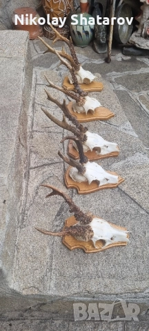 трофеи от съръндак, снимка 7 - Декорация за дома - 51708229