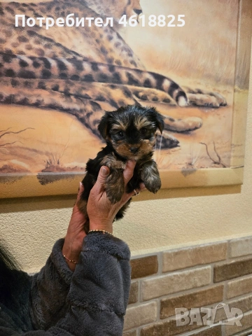 Йоркширски териери , снимка 3 - Йоркширски териер - 53137251