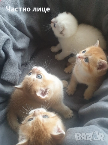 Шотландски котета златна чинчила, снимка 2 - Чинчили - 52030122