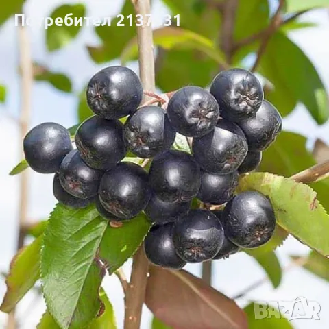  КАСИС , БОРОВИНКА , МАЛИНИ , ЯГОДИ каскадни и увивни , снимка 2 - Разсади - 49568886