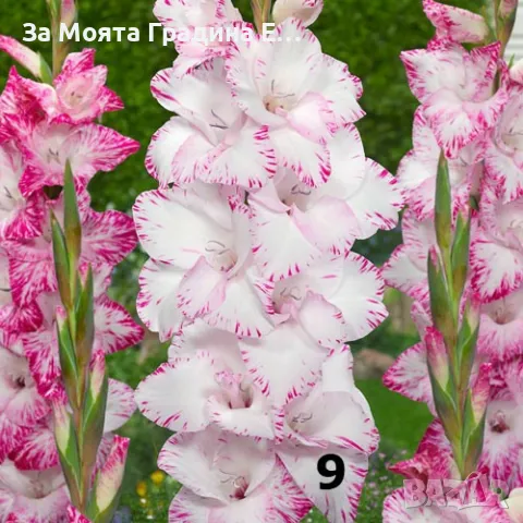 Гладиоли , снимка 9 - Градински цветя и растения - 49762560