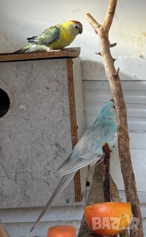 Пойни папагали двойка, снимка 4 - Папагали - 49336450