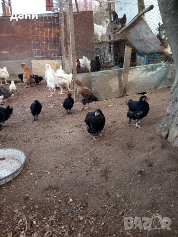 пилета и петли, снимка 5 - Кокошки и пуйки - 52837381