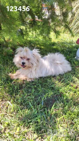 Малтийска болонка, снимка 1