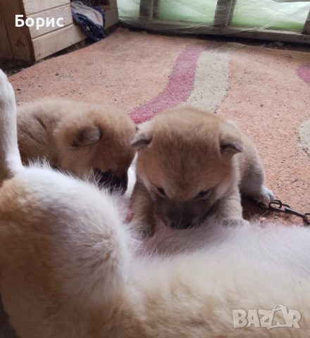 2 бр. Шиба Ину с родословие, снимка 5 - Шиба ину - 52678037