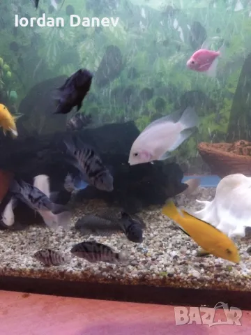 Продавам рибки , снимка 5 - Рибки - 47412039