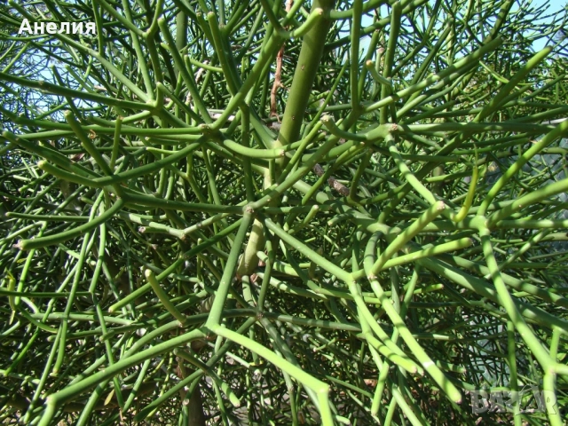 Кактус без бодли Euphorbia tirucalli, снимка 3 - Стайни растения - 52505735