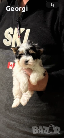 Бивер Йоркширски териер Йорки, снимка 4 - Йоркширски териер - 53422840