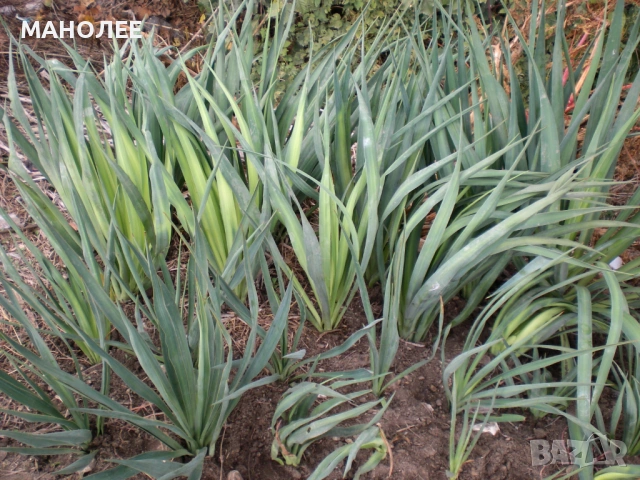 💐💐💐ЮКА -градинска❄️☃️🎁, снимка 2 - Градински цветя и растения - 53273668