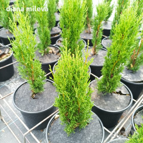 Кипарис Тотем (Cupressus Sempervirens Тotem), снимка 5 - Градински цветя и растения - 41147081