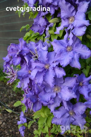 Clematis baltic waves(Клематис Балтийски вълни)