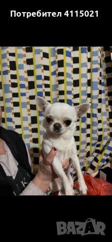 Мини чихуахуа, снимка 9 - Чихуахуа - 45990587
