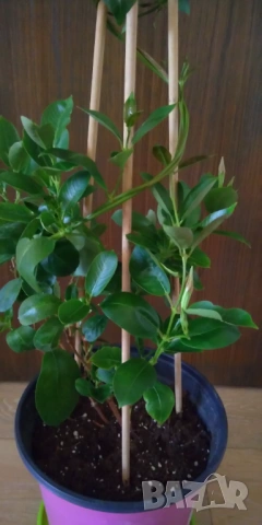 Дипладения Мандевила , снимка 6 - Градински цветя и растения - 53617184