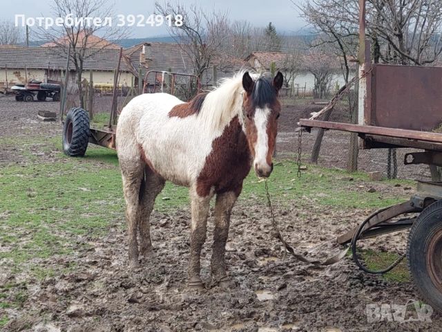 Продавам двата коня , снимка 5 - Коне - 53626809