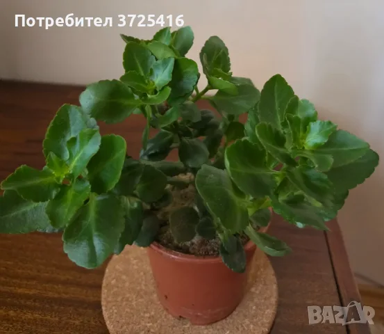 Каланхое, красиво и лесно отглеждащо се растение
