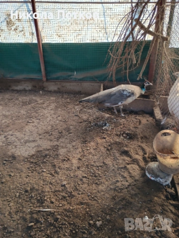 Пауни сребърен и арлекин, снимка 6 - други­ - 53698247