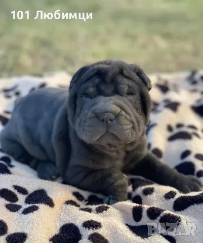 Шарпей , снимка 3 - Други - 47449461