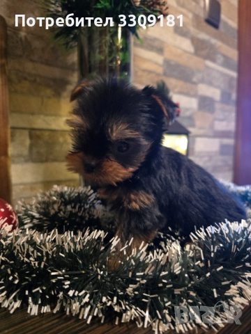 Йоркширски териер , снимка 5 - Йоркширски териер - 52865261