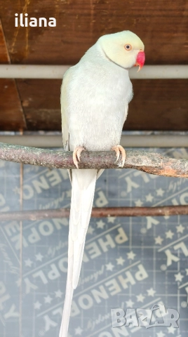 продавам различни видове папагали, снимка 8 - Папагали - 52450832