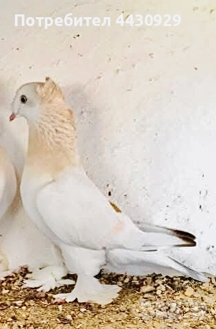 Мардини декорация, снимка 3 - Гълъби - 52999033