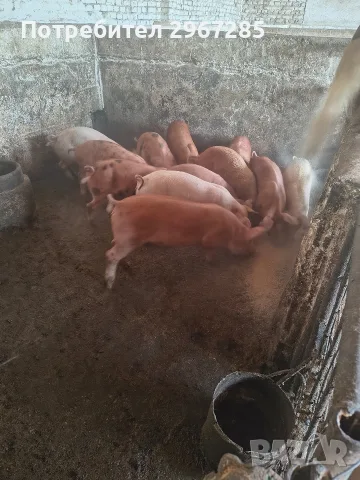 Продавам малки прасенца , снимка 2 - Прасета - 56329368