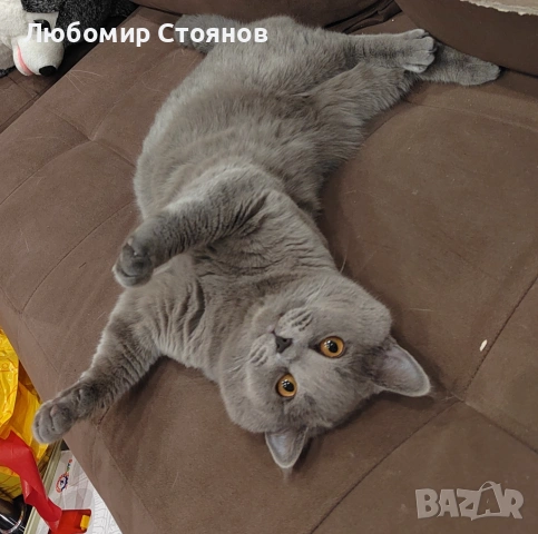 Британец за разплод , снимка 2 - Британска късокосместа - 53433473