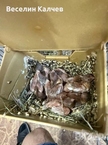 Японски амадини, снимка 4 - Амадини - 53047511