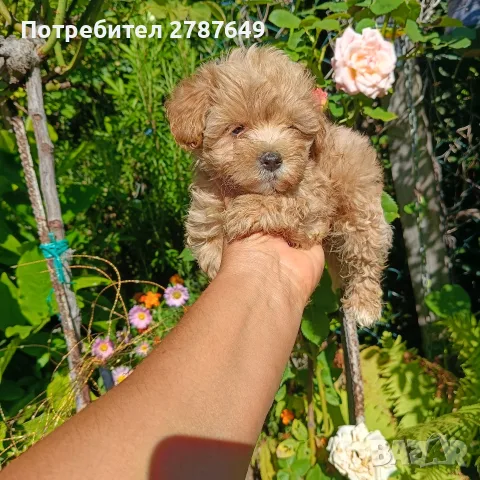 Малтипу момичета и момчета, снимка 7 - Пудели - 56005581