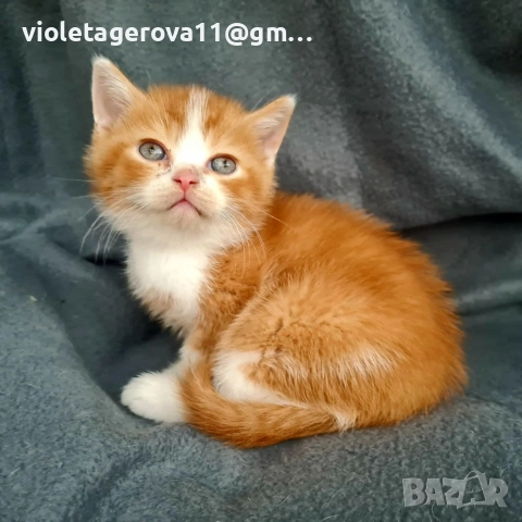 британски котки, снимка 11 - Британска късокосместа - 53479911