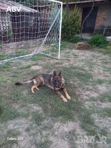 Немска овчарка 3г.,мъжки., снимка 3 - Немска овчарка - 51851909