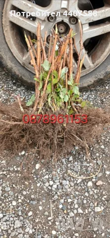Разсад Ягоди Целогодишни Сортове, снимка 13 - Разсади - 56368977