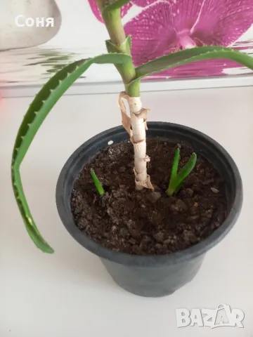 Алое,фикус,замиокулкас, драцена и др, снимка 3 - Стайни растения - 49988795