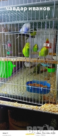 какарики и вълнисти папагали , снимка 11 - Папагали - 53526178