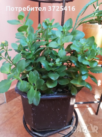 Стайни цветя, различни , снимка 9 - Стайни растения - 49680252
