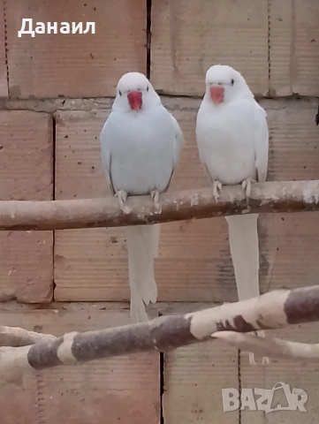 Малък Александър , снимка 2 - Папагали - 53636026