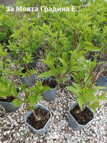 Хортензия паникулата limelight, снимка 6 - Градински цветя и растения - 53624095