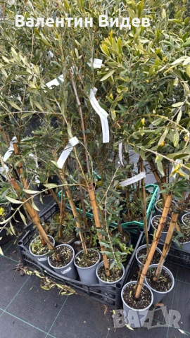 🌴 Палми Вашингтония, Маслини, Мандарини и Туя за продажба 🌿 💰 Отлични цени и налични количества П, снимка 2 - Други - 53854478