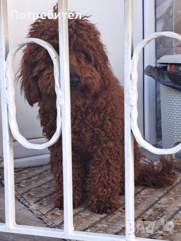 Мъжки пудел, снимка 1