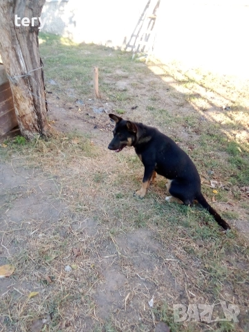 Продавам стара шевна машина руска Варна Център., снимка 5 - Антикварни и старинни предмети - 52568827