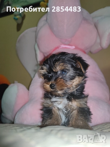 Йоркширски териер , снимка 3 - Йоркширски териер - 52488077