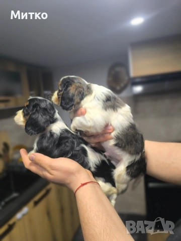 Кавалер Кинг Чарлз шпаньол , снимка 15 - Кавалер кинг чарлз шпаньол - 51169749