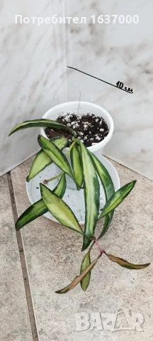 Хоя Wayeti tricolor 