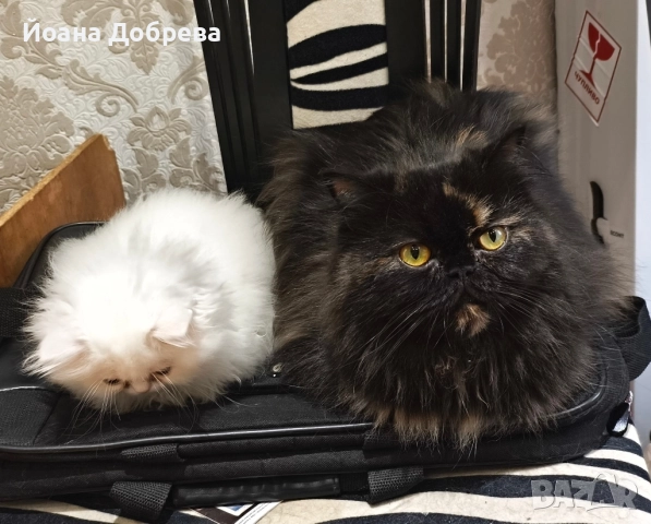 Породисти пухкави персийски котета, снимка 8 - Персийска - 52670996