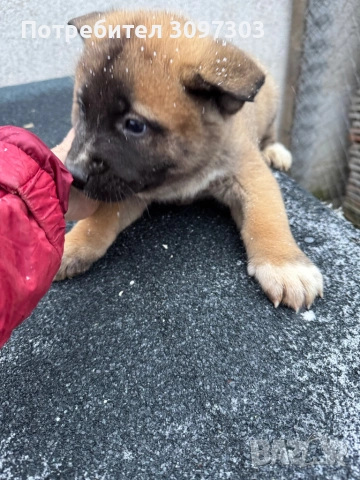 Белгийска овчарка Малиноа, снимка 2 - Белгийска овчарка - 53064422