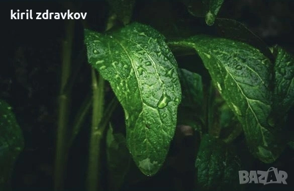 Продавам Canon Eos 350d, снимка 8 - Фотоапарати - 53027039