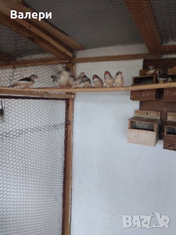 Продавам малки александри