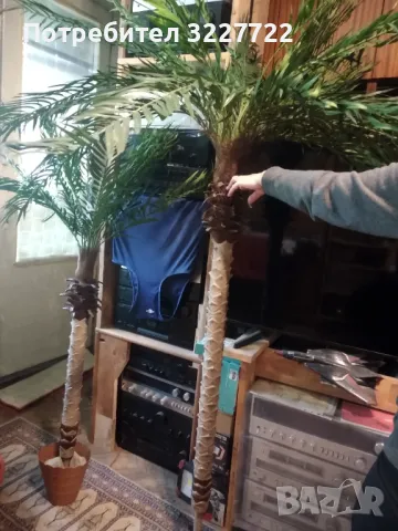 Изкуствена палма като истинска, снимка 3 - Декорация за дома - 49942728